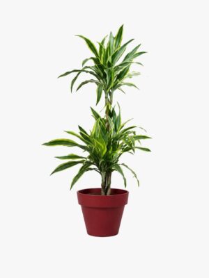 Decorative plant